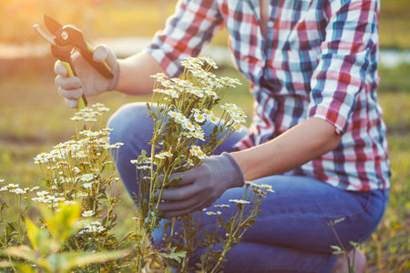 Happy woman gardening and pruning chamomile bush with garden shearsの写真素材