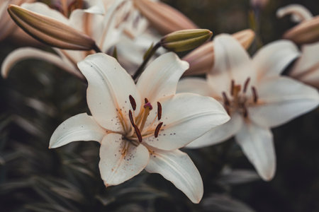 white lilies macro photography in summer day. Beauty garden lily with white petals close up garden photography. Lilium plant floral wallpaper on a green background.の写真素材