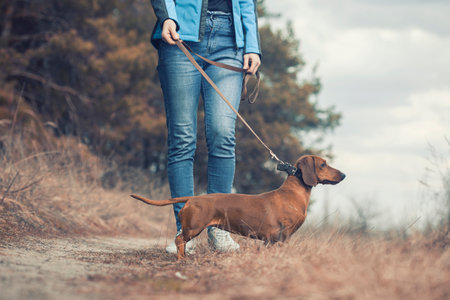 red Dachshund dog walking with his ownerの写真素材