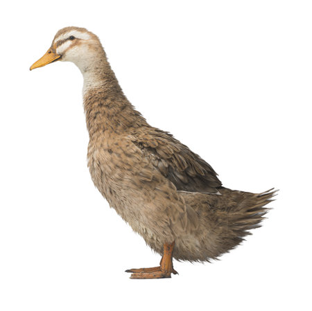 brown domestic duck isolated on white background. Live waterfowlの写真素材