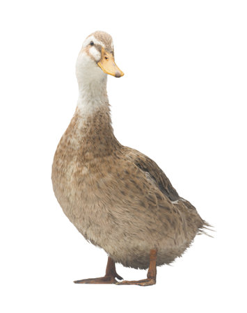 brown domestic duck isolated on white background. Live waterfowlの写真素材