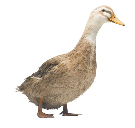brown domestic duck isolated on white background. Live waterfowlの写真素材