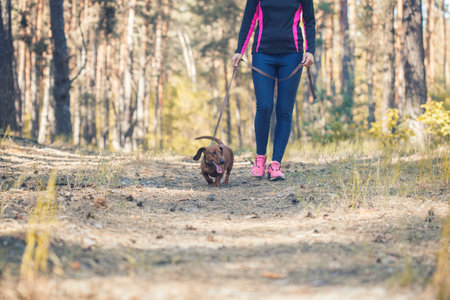 red dachshund running with his owner in a pine forest. morning run with the dog in the fresh airの写真素材