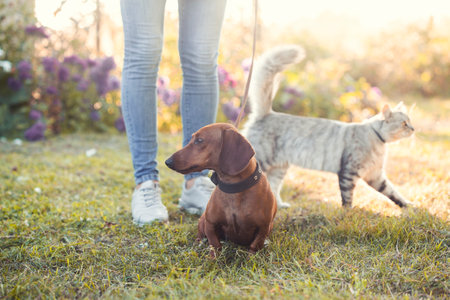 dachshund and cat on a walk with his owner in a sunny summer parkの写真素材