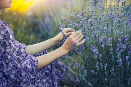 young woman in a purple dress picking lavender flowers in a lavender field. close up hands with lavender twigsの写真素材