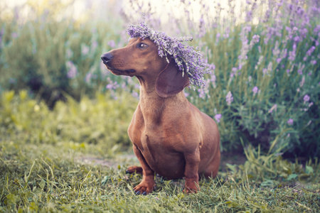 red dachshund in a lavender field in a wreath of purple flowersの写真素材