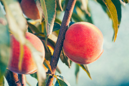 ripe Sweet peach fruits growing on a peach tree branchの写真素材