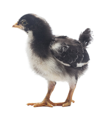 Little chick isolated on white backgroundの写真素材