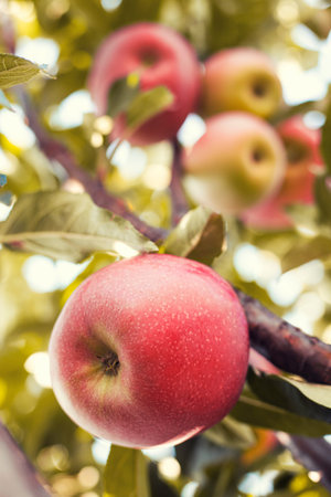 Many colorful ripe juicy apples on a branch in the garden ready for harvest in autumn. Apple orchardの写真素材