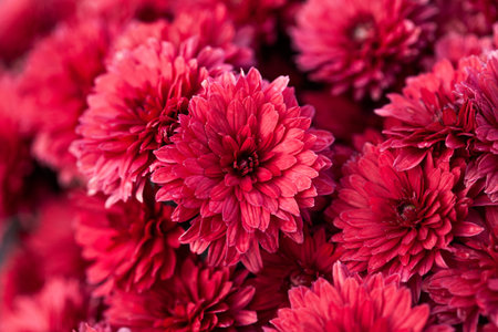 bunch of red chrysanthemums, Chrysanthemum flower pattern in a flower garden Clusters of chrysanthemums.