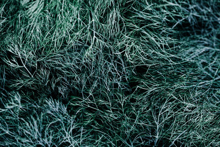 fresh green dill background. fresh green dill texture. top view