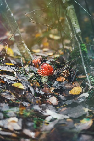 Red poison mushroom on background of fallen leaves in autumn forestの写真素材