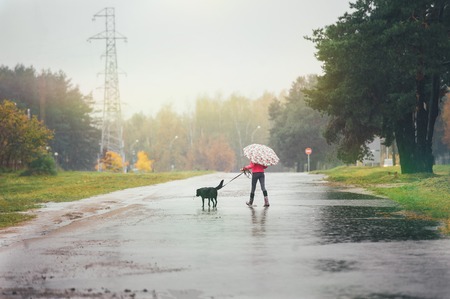 The girl in a red jacket with an umbrella goes through the puddles with her dog in the rainの写真素材