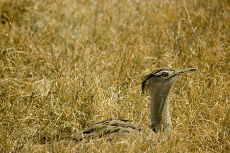  Tanzania, Ngoro-ngoro, bird in the grass の写真素材
