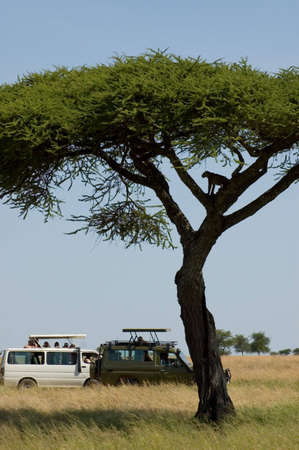 Tanzania, Serengeti national park, leopard on the tree, foto-safari.の写真素材