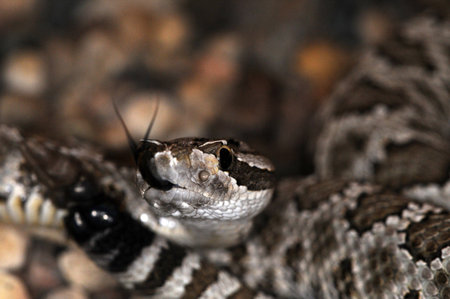 Venomous snake in the terrarium.