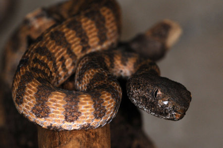 Baby venomous tree snake in the terrarium.
