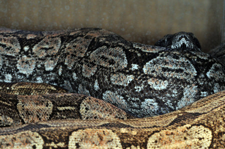 Grey boa snake in the terrarium.