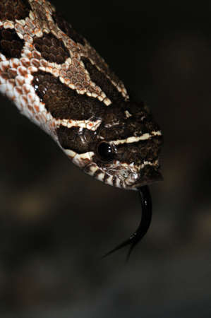 Pig-noused snake in the terrarium.の写真素材