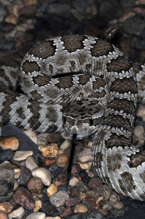 Desert venomous snake in the terrarium.の写真素材