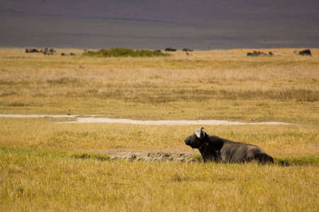 Dwart forest Buffalo in savanna, Ngoro-ngoro reserves, Tanzania.の写真素材