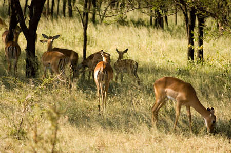 Impalas in the woodland.の写真素材