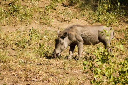 Warthog in the savanna.の写真素材