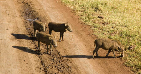 Warthog in the savanna.の写真素材