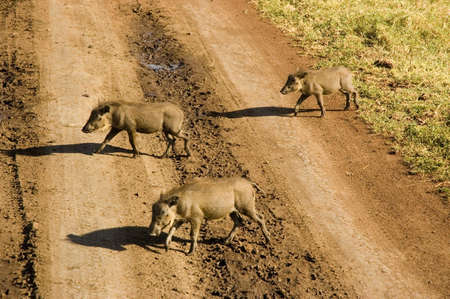Warthog in the savanna.の写真素材