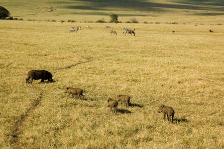 Warthog in the savanna.の写真素材