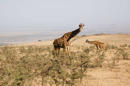 Two giraffe in savanna.の写真素材