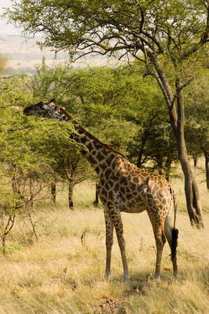 Giraffe in savanna.の写真素材