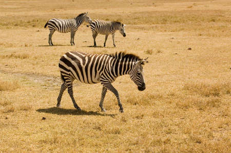 Zebras in Ngoro-ngoro reserves, Tanzania.の写真素材