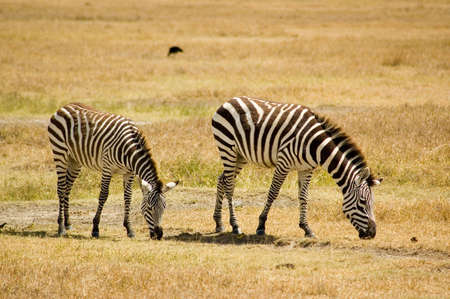 Zebras in Ngoro-ngoro reserves, Tanzania.の写真素材