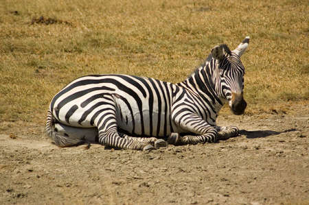 Zebras in Ngoro-ngoro reserves, Tanzania.の写真素材