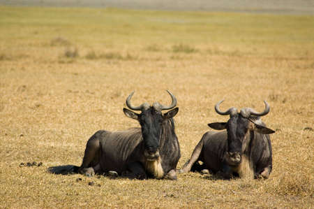 Blue wildebeests in Ngoro-ngoro reserves, Tanzania.の写真素材