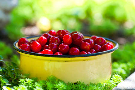 Red fresh cherriesの写真素材