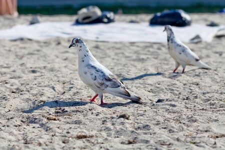 Rock Dove is in the nature.の写真素材