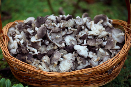 Big basket with mushroomsの写真素材