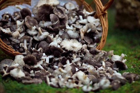 Close up of the scattered basket with mushroomsの写真素材