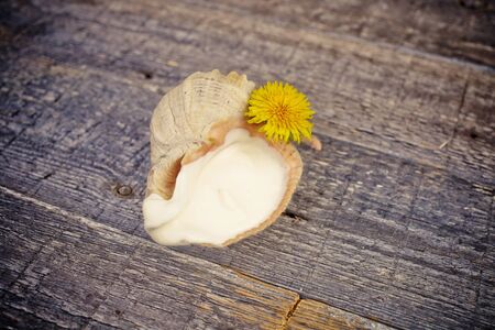 Face cream in sea cockleshells.の写真素材