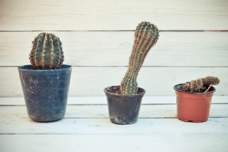 Three cactus plants in  potsの写真素材