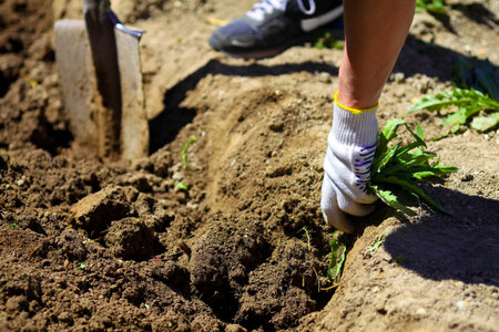 Spring weeding in the garden, the gardener pulling out the weed carefully in  gloves
