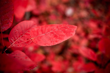 Red autumn leaves on a wall, backgroundの写真素材
