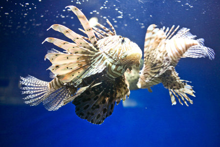 Flying green turtle.