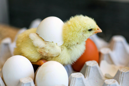 The chicken close up, hatched from eggの写真素材