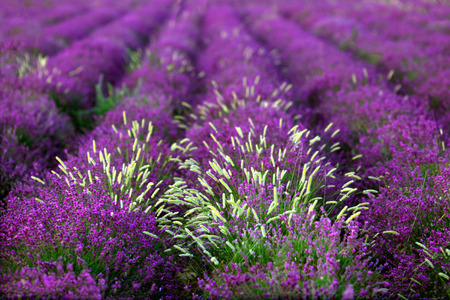 Lavender field close upの写真素材