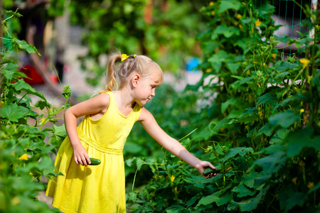 The girl in a yellow dress collects harvest cucumbers in a kitchen gardenの写真素材
