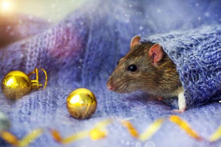 The face of a brown rat looks up the sleeve of a knitted  sweater, with gold New Year is balls lying nearby. Year of rat. Symbol of 2020 on the Chinese calendar.の写真素材
