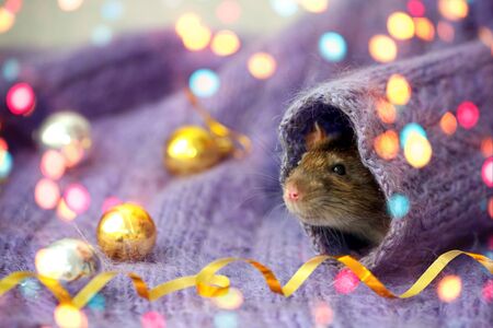 The rat is face looks like a knitted sweater sleeve. Christmas toys, bokeh . New year 2020 concept, Chinese year rat. の写真素材